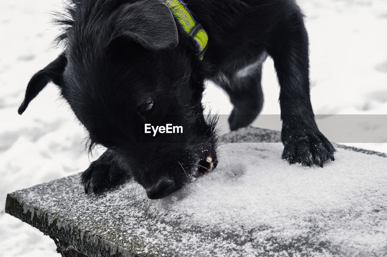 CLOSE-UP OF A DOG ON SNOW