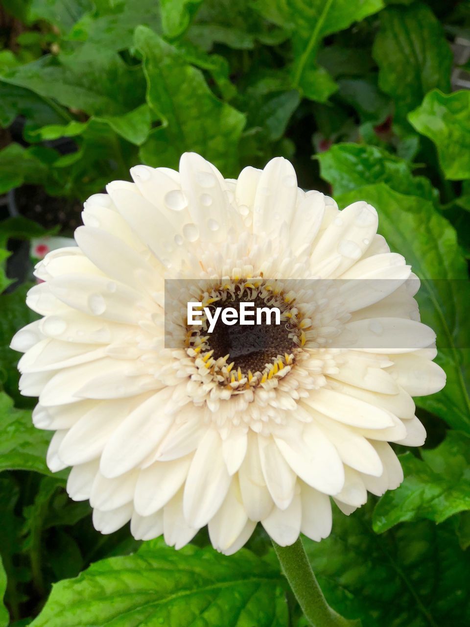 CLOSE-UP OF WHITE FLOWER BLOOMING