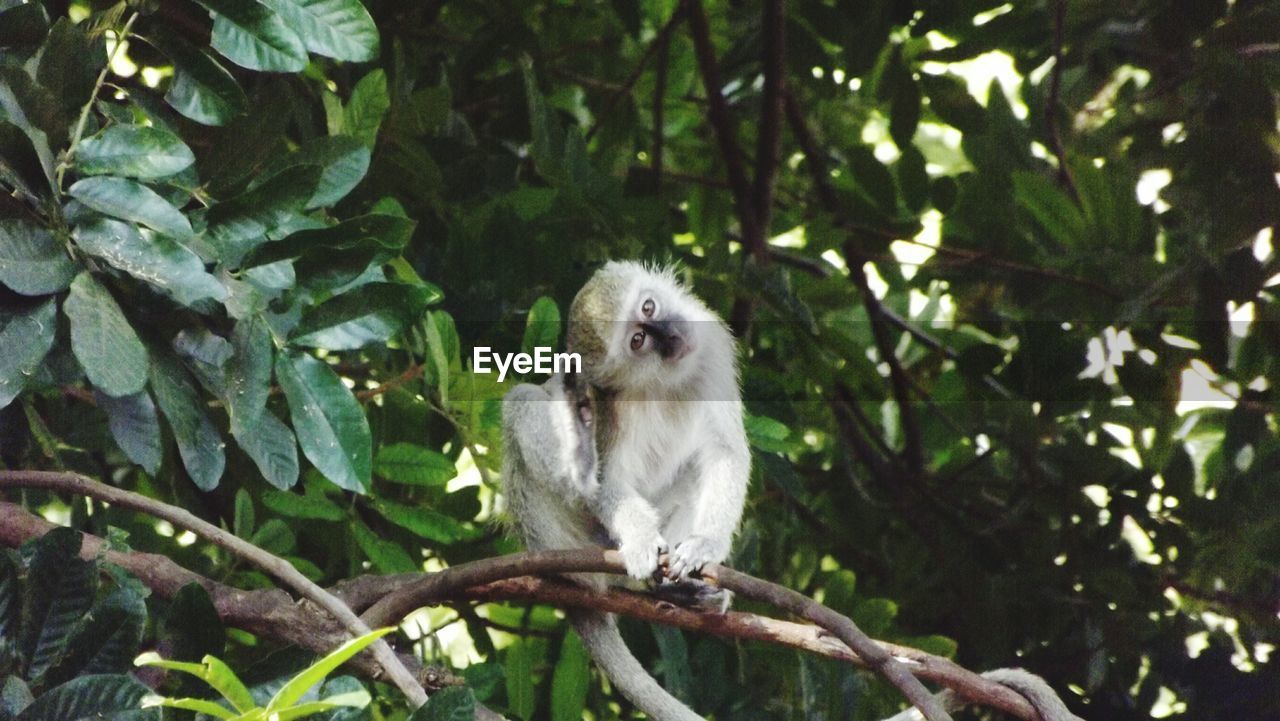 LOW ANGLE VIEW OF MONKEY ON TREE