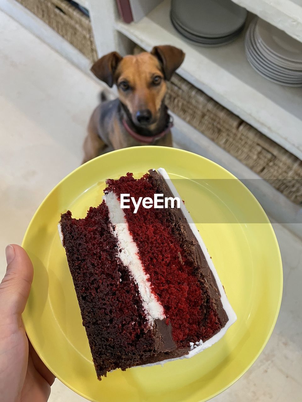 Piece of red velvet cake on a yellow plate. a dog looking towards the cake.