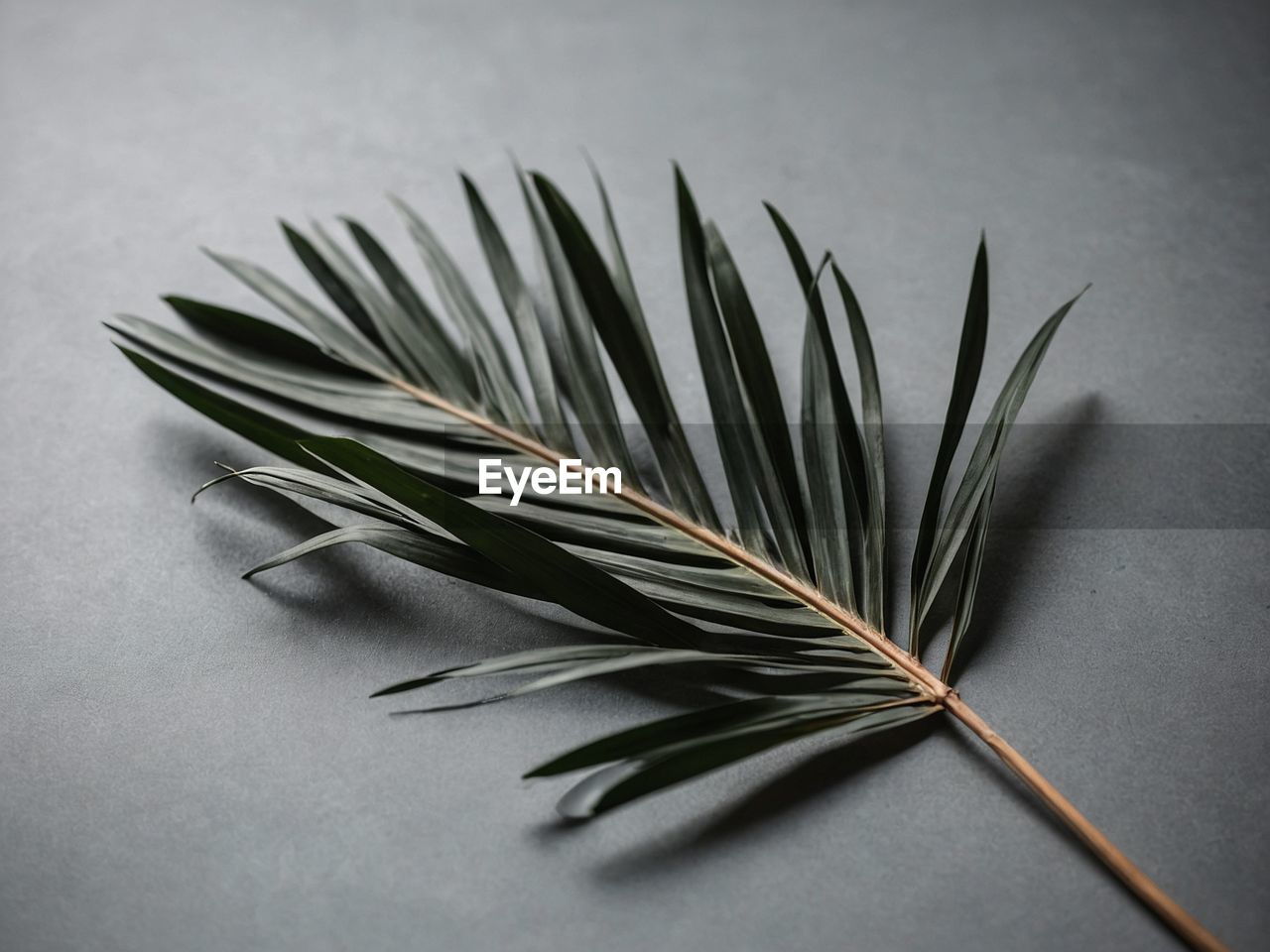 close-up of plant against white background