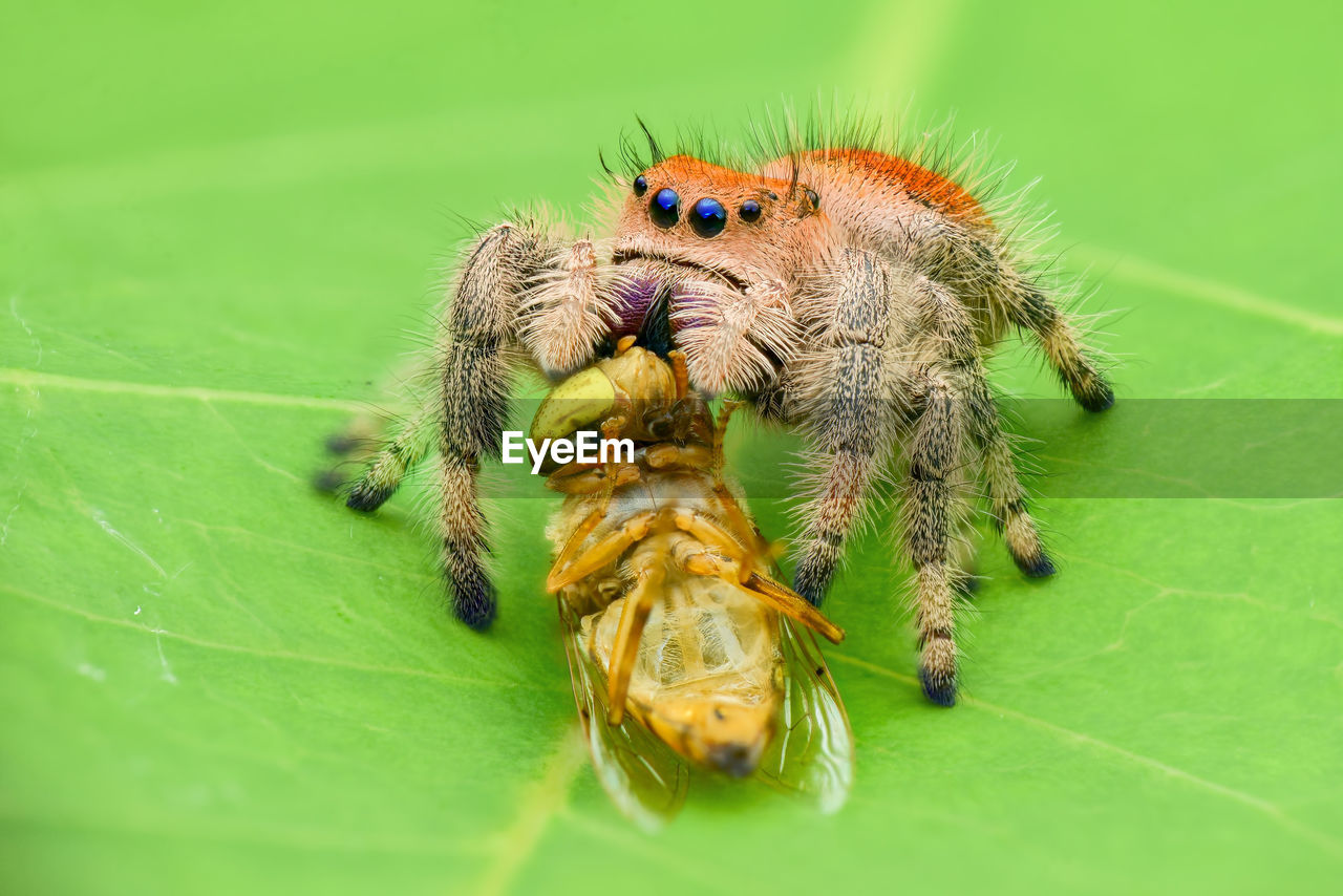 CLOSE-UP OF SPIDER ON WEB