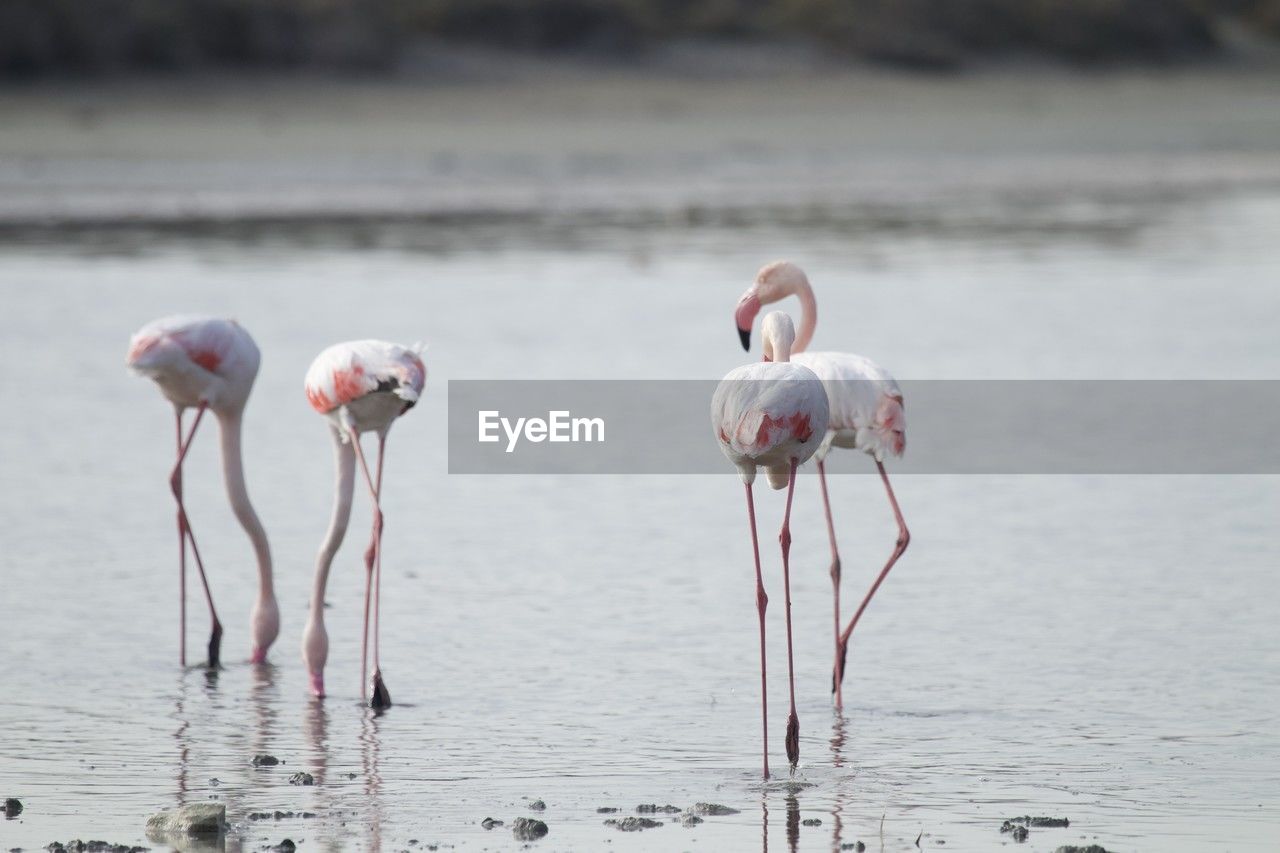 flamingo, animal themes, animal, animal wildlife, wildlife, bird, water, group of animals, pink, water bird, nature, no people, lake, beauty in nature, full length, day, travel destinations, wading, reflection, outdoors, standing, animal body part, focus on foreground, colony, beak