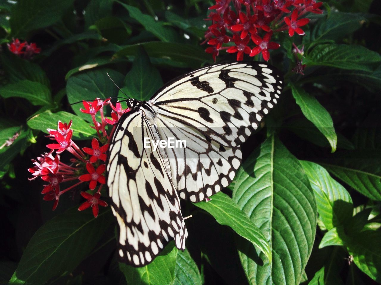 Close-up of butterfly on flowers