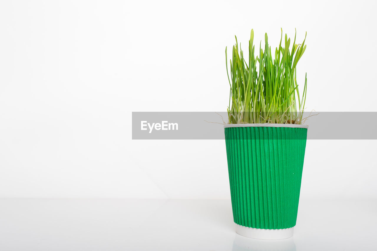 CLOSE-UP OF POTTED PLANT AGAINST WHITE BACKGROUND