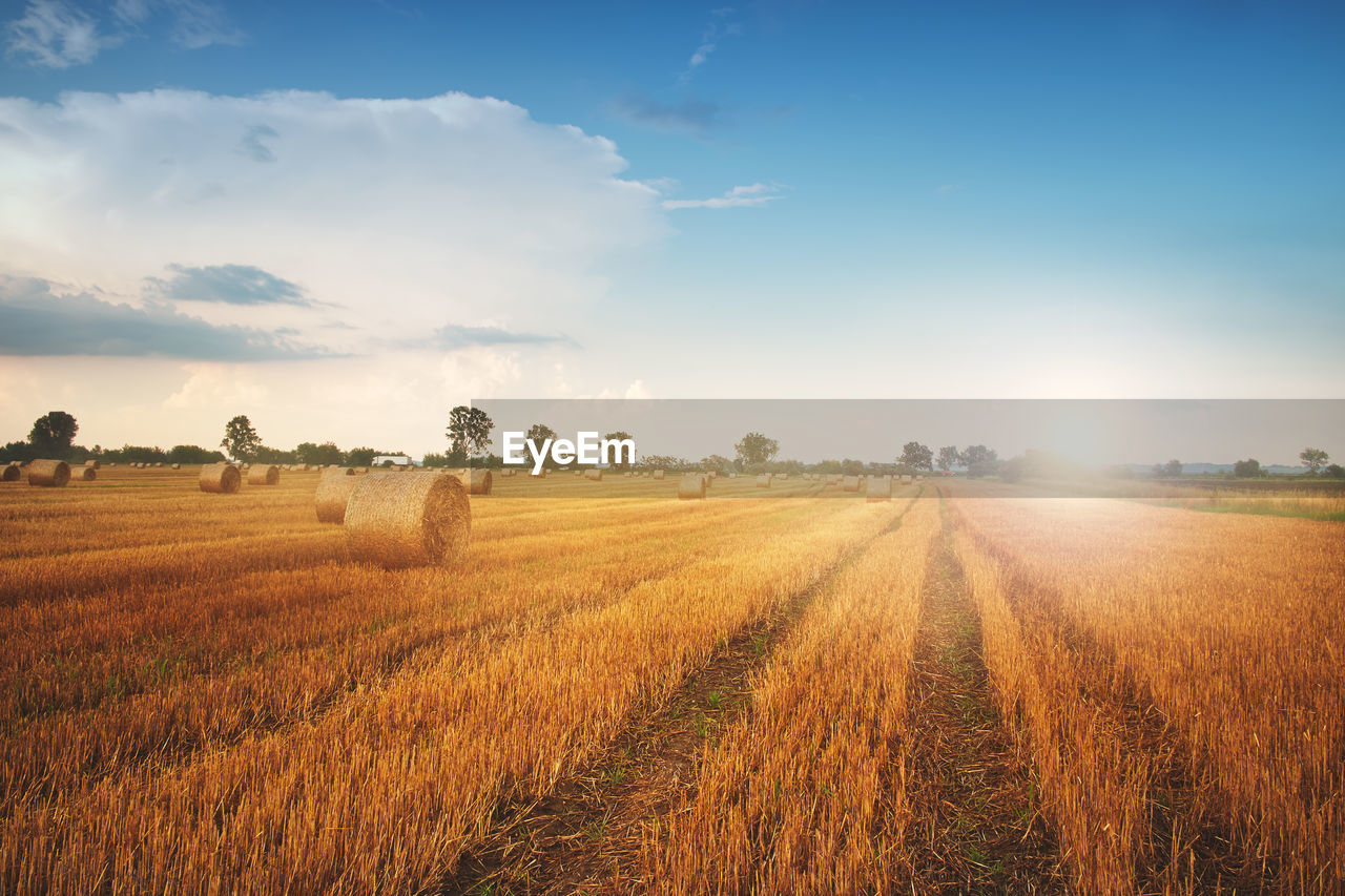 Bales on the field