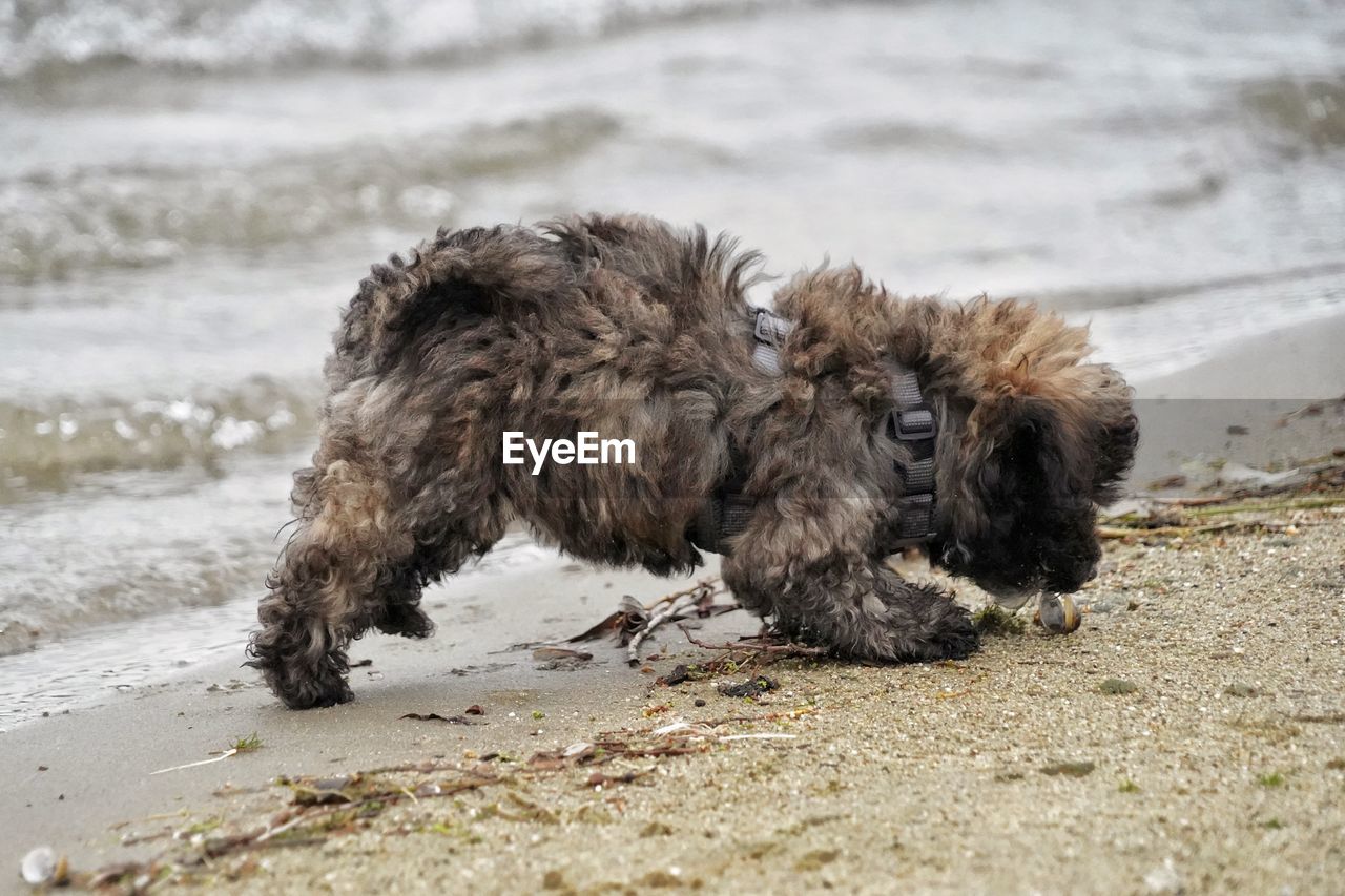 High angle view of dog on lake 