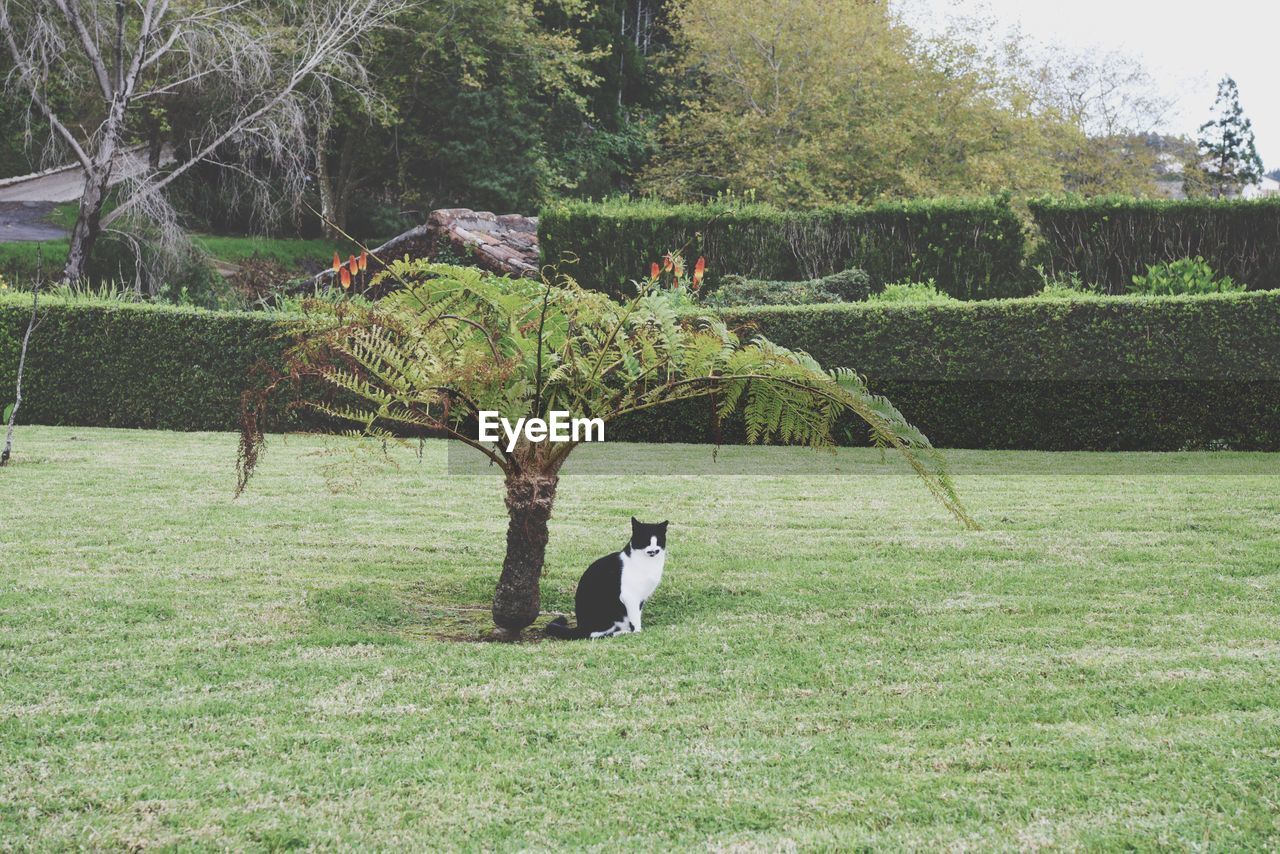 BIRD STANDING BY TREE