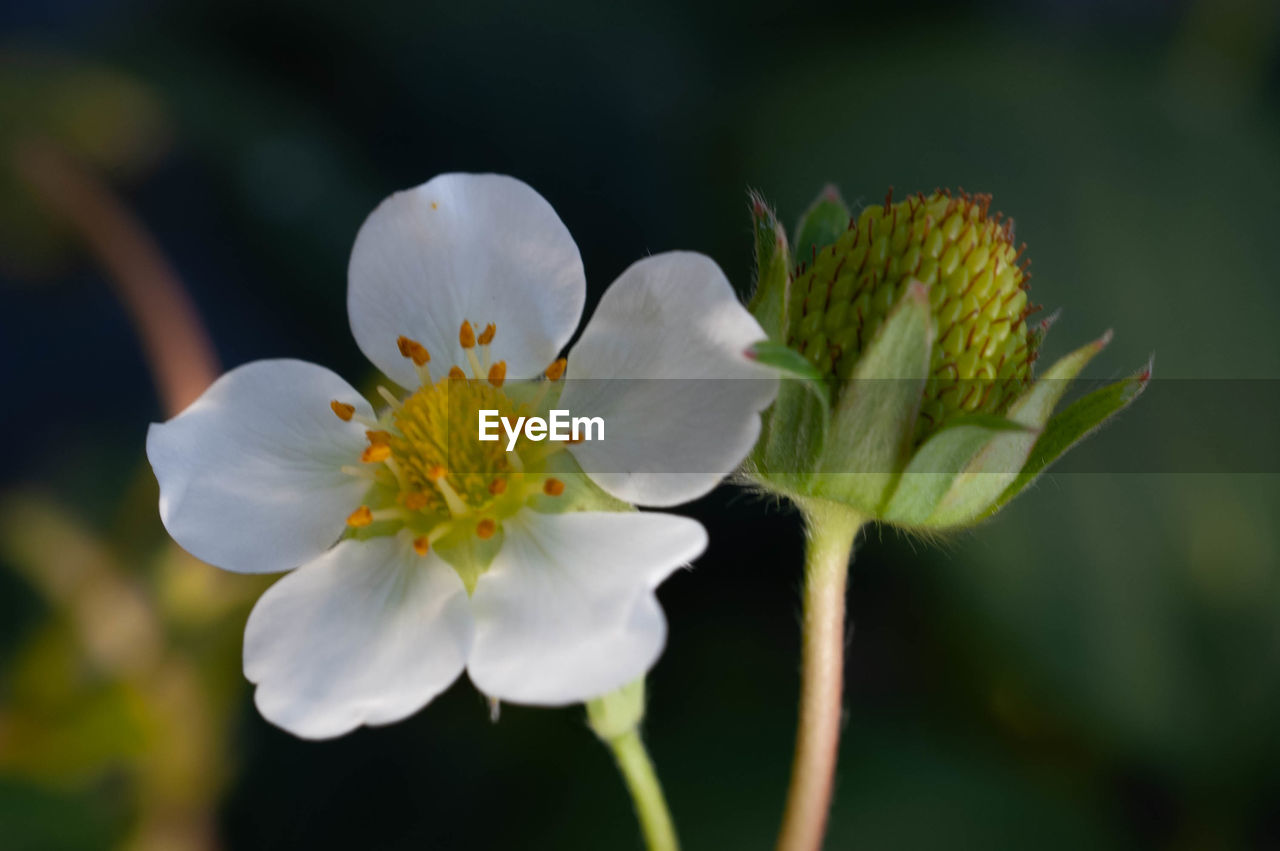 CLOSE-UP OF WHITE ROSE FLOWER