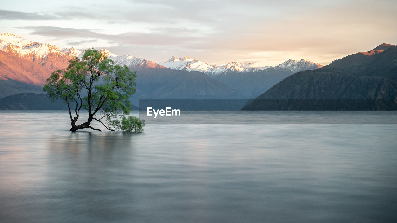 Willow tree growing in the middle of lake with mountains backdrop. wanaka tree new zealand, sunrise.