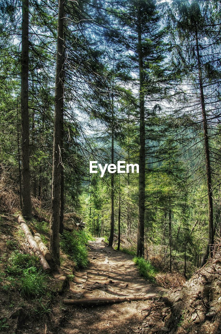 Dirt road amidst trees in forest