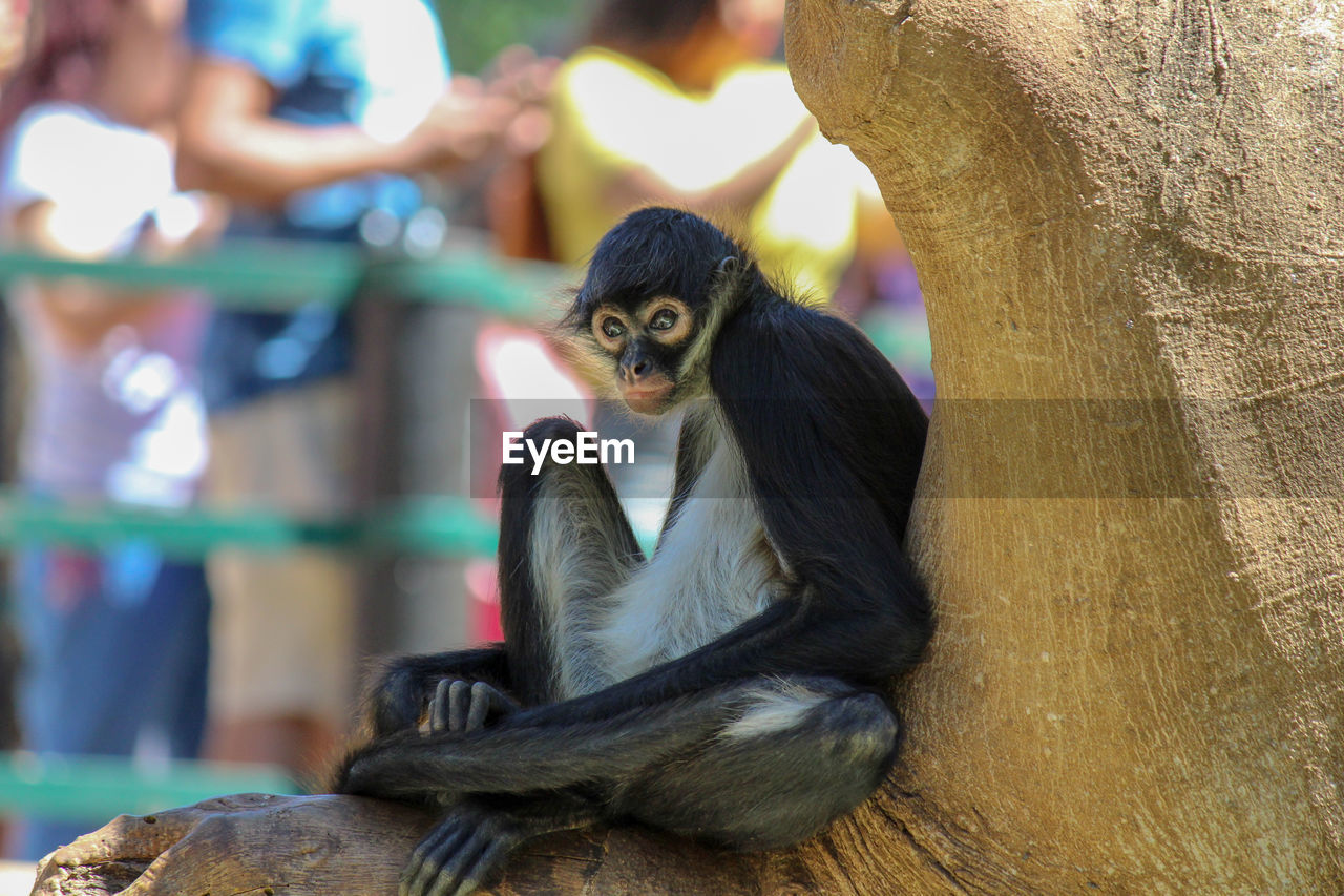 MONKEY SITTING ON TREE