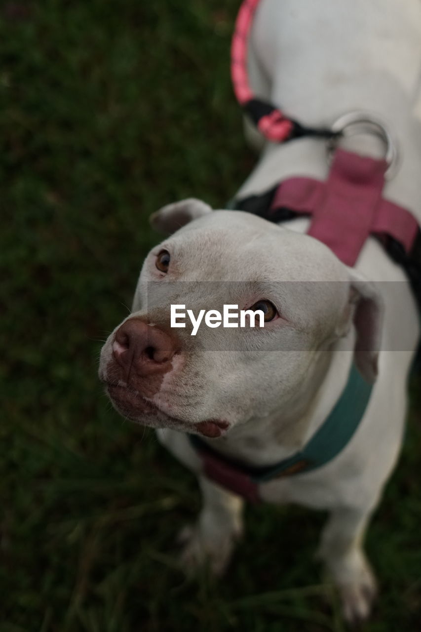 CLOSE-UP PORTRAIT OF A DOG