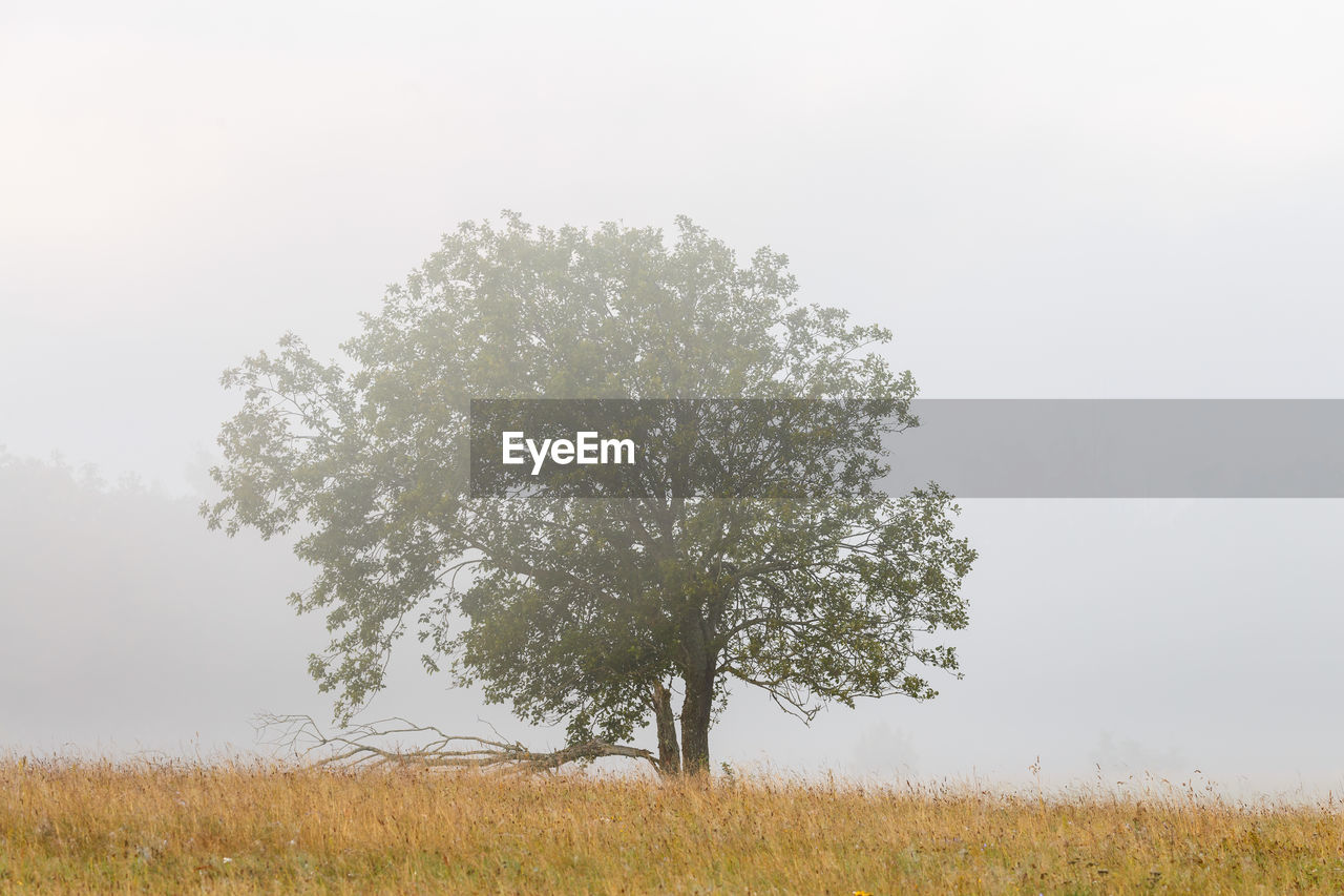 Tree on field against sky