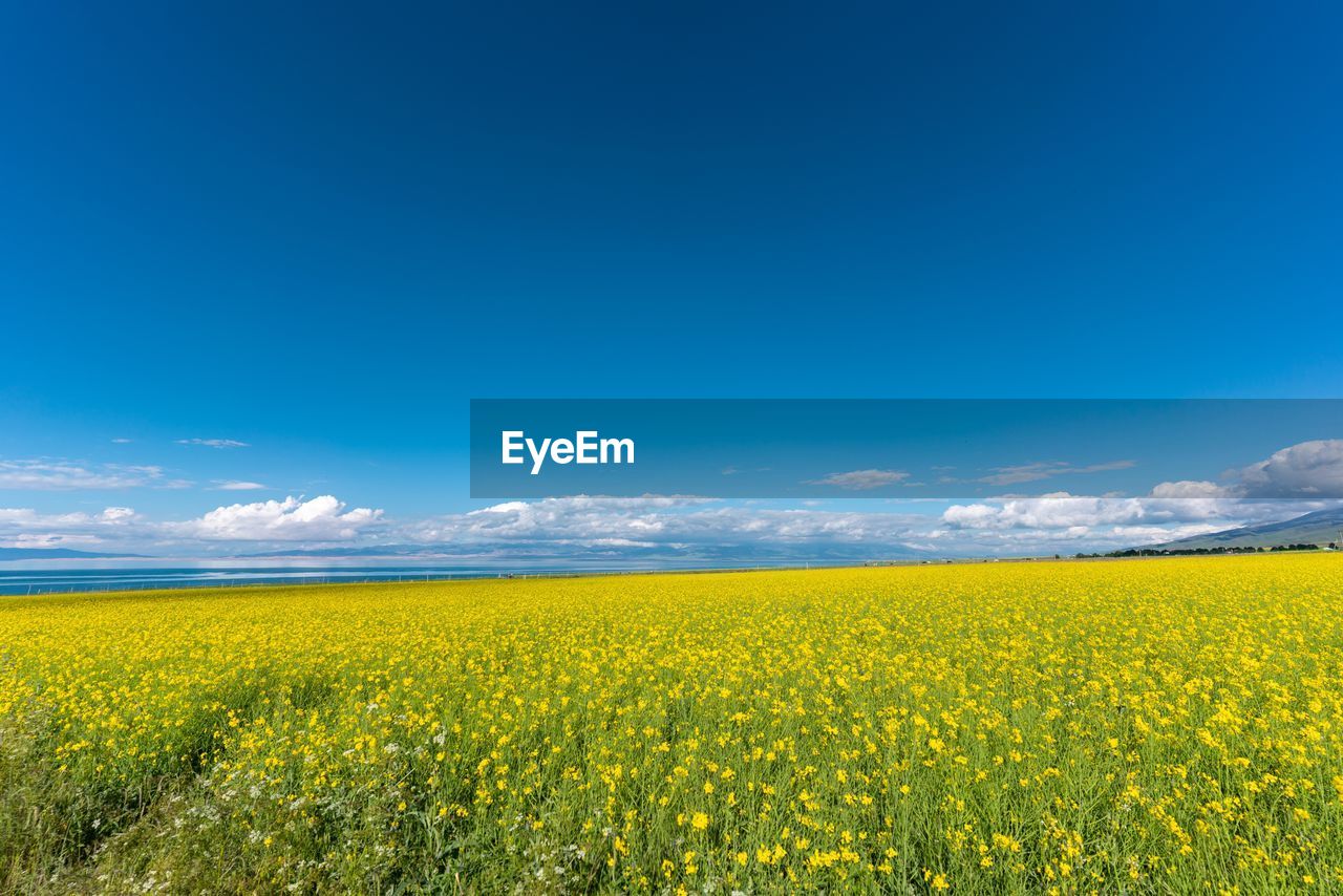 YELLOW FLOWERS GROWING ON FIELD