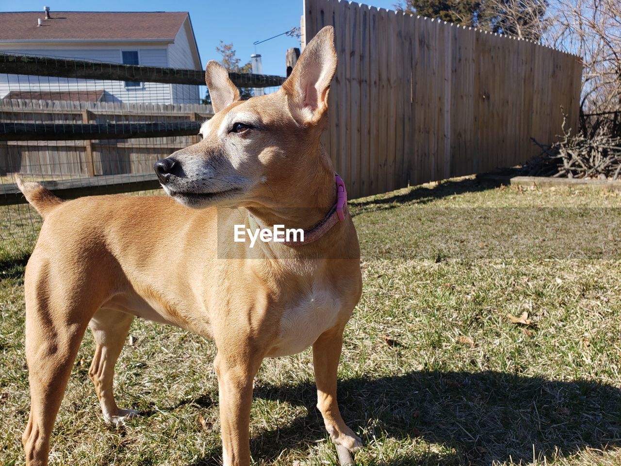 VIEW OF DOG ON FIELD