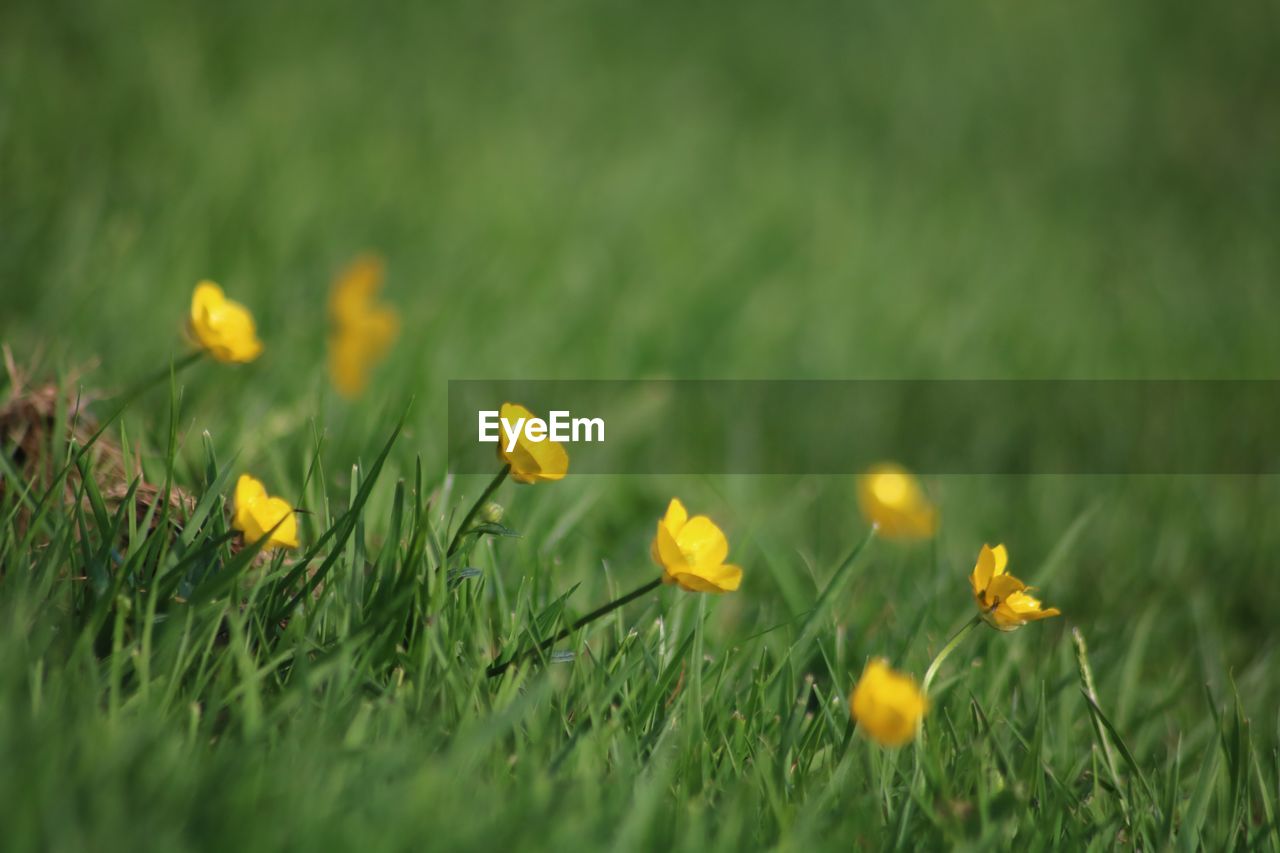 Close-up of yellow flowering plants on field