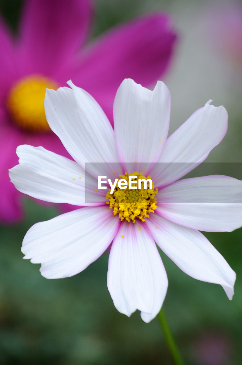 Close-up of pink cosmos flower