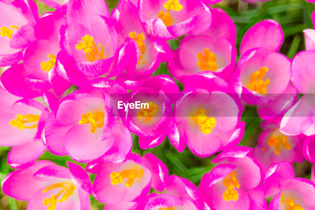 CLOSE-UP OF FRESH PINK FLOWERS