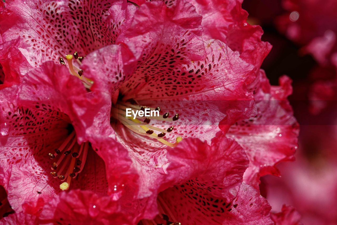 CLOSE-UP OF WATER DROPS ON PINK ROSE FLOWER