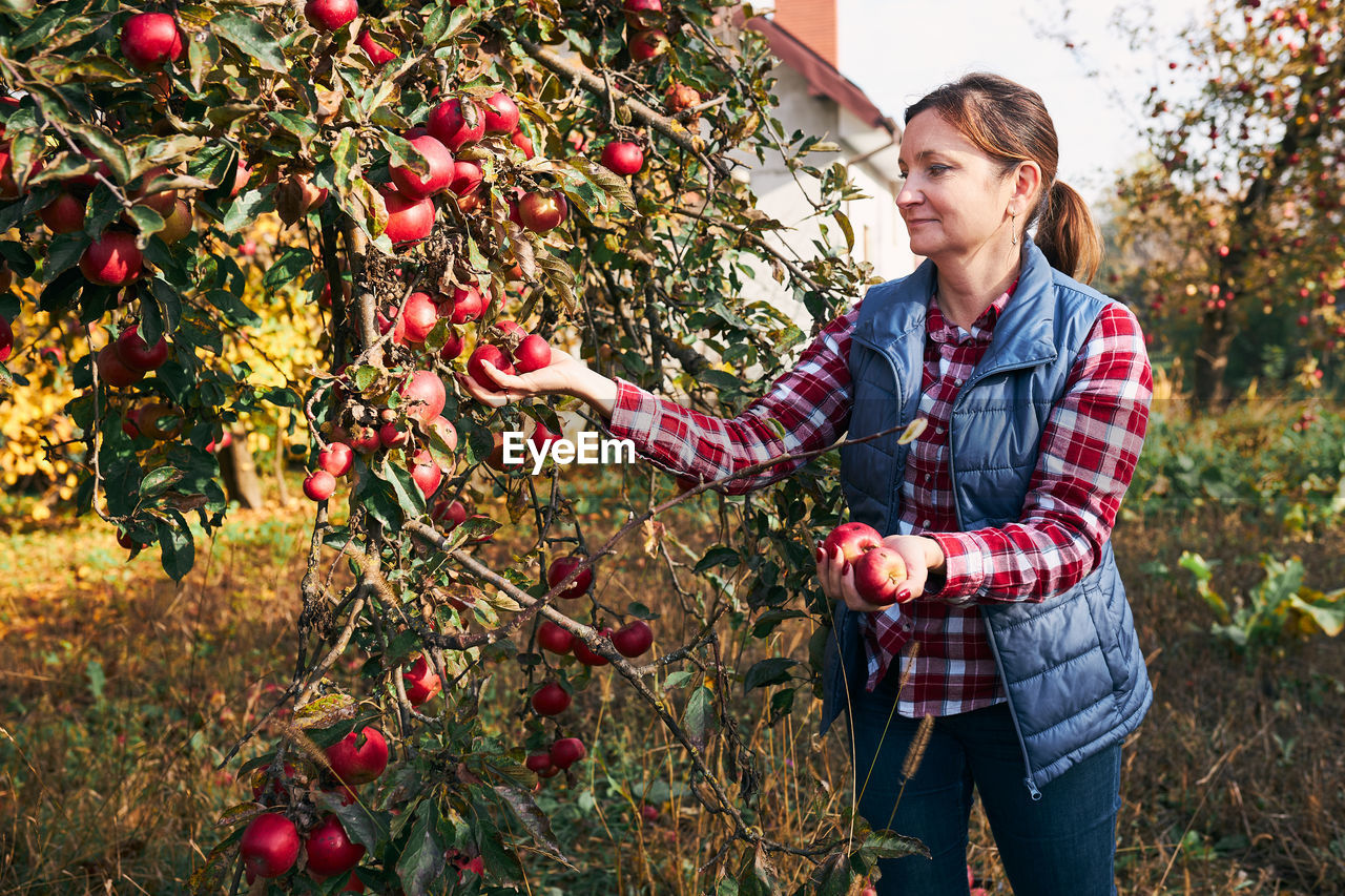 Woman picking ripe apples on farm. farmer grabbing apples from tree in orchard. fresh healthy fruits