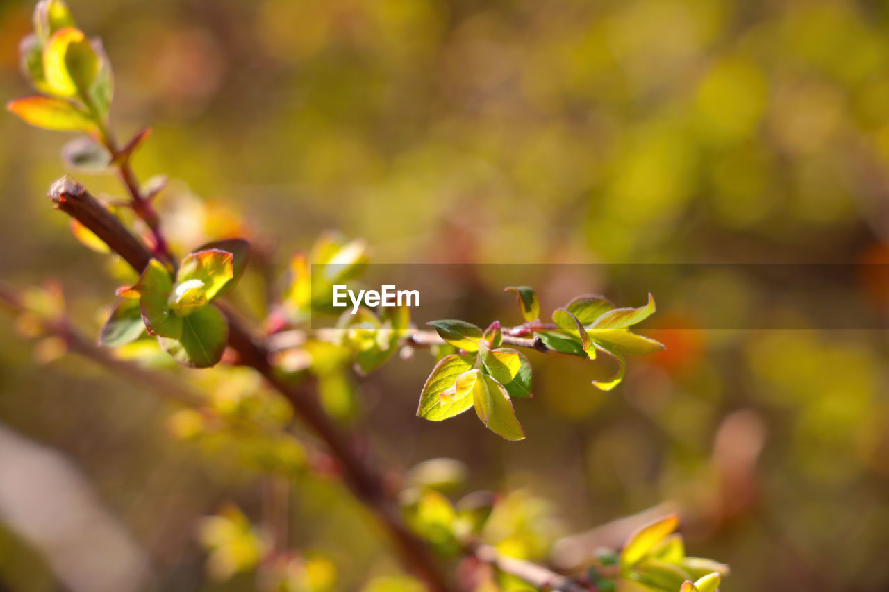 CLOSE-UP OF FLOWERING PLANT