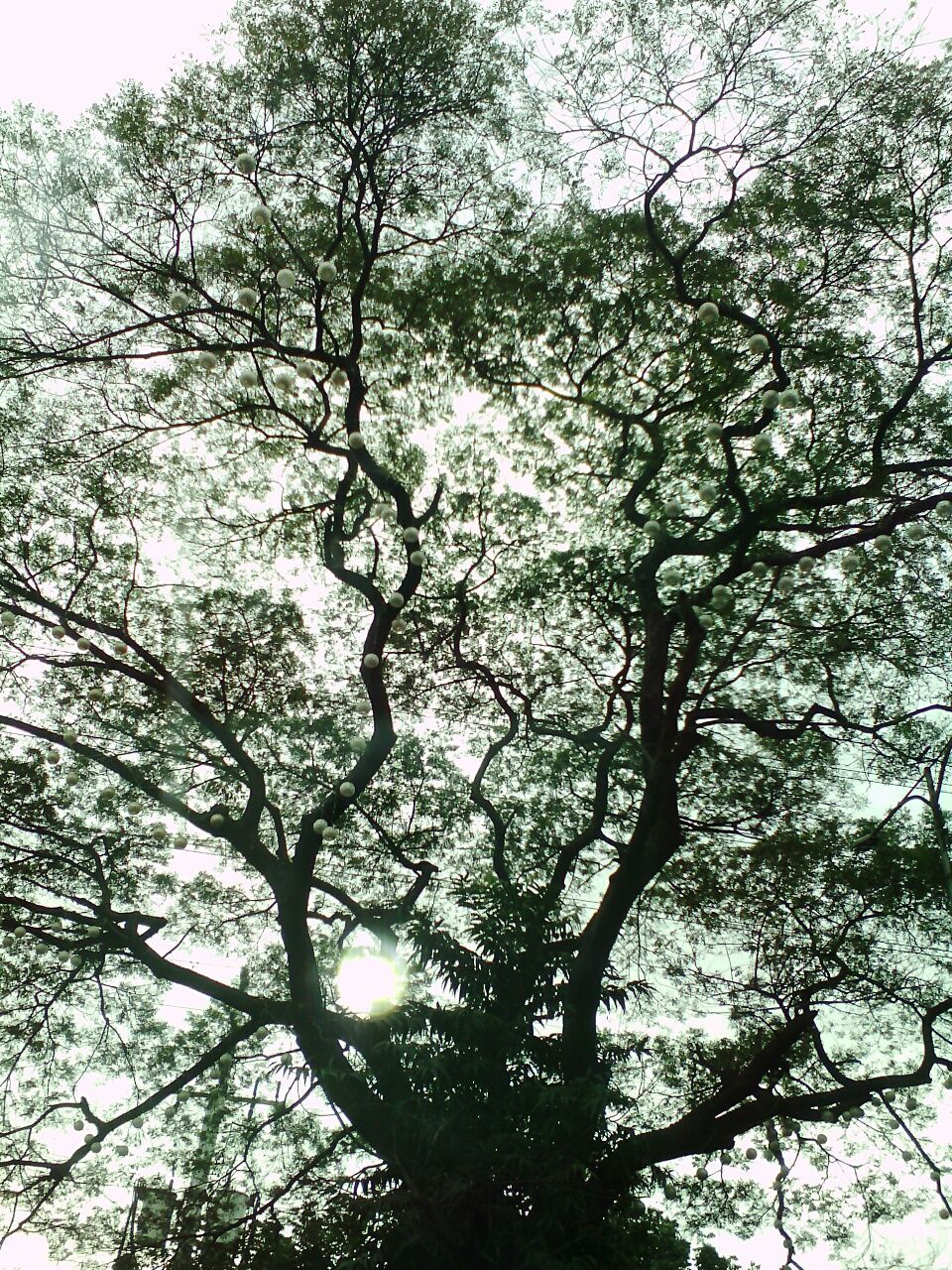 LOW ANGLE VIEW OF TREE