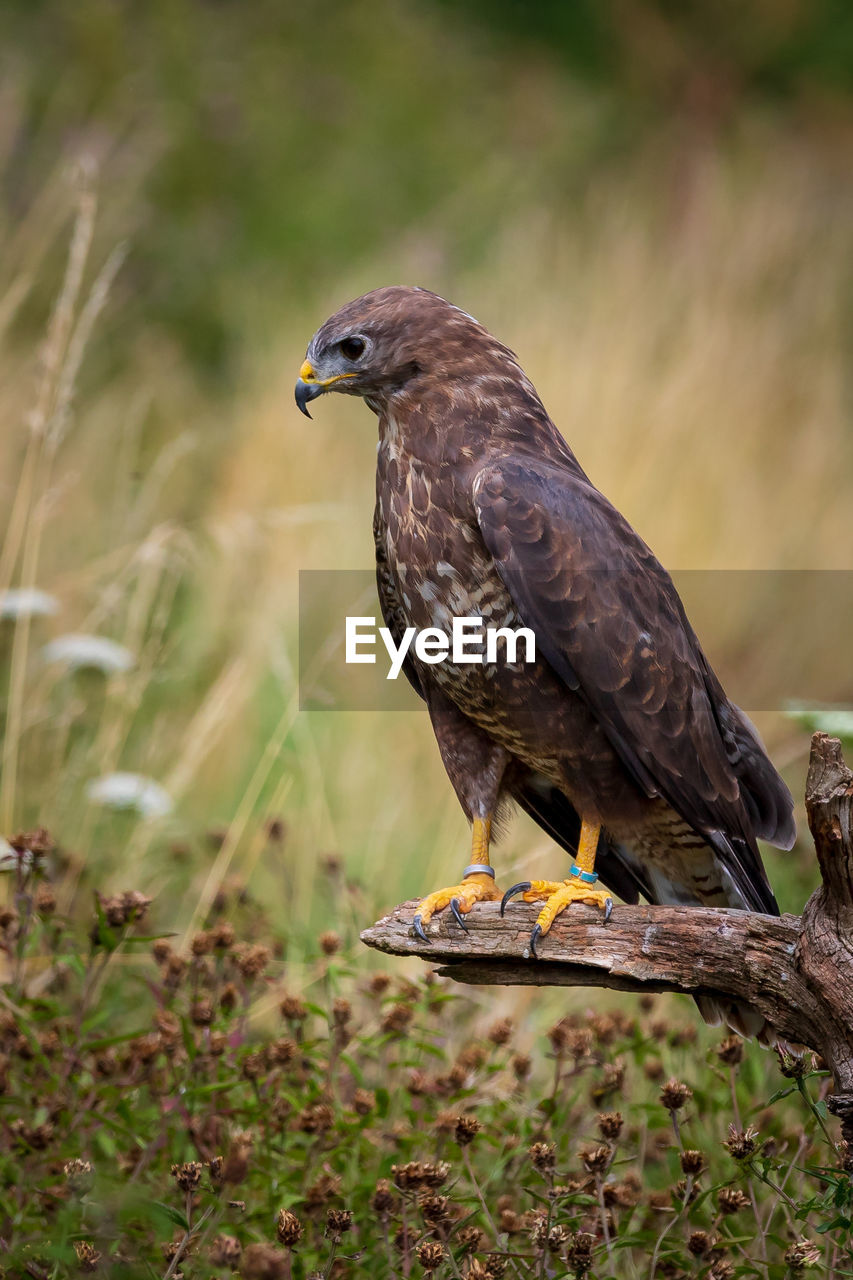 CLOSE-UP OF EAGLE PERCHING ON ROCK