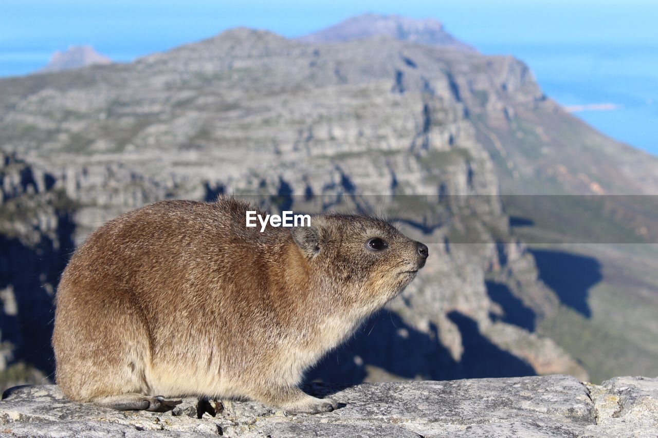 Close-up of marmot on landscape against sky