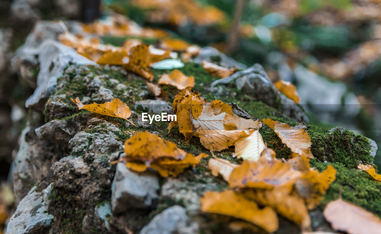 Close-up selective focus photo of autumn leaves on rock