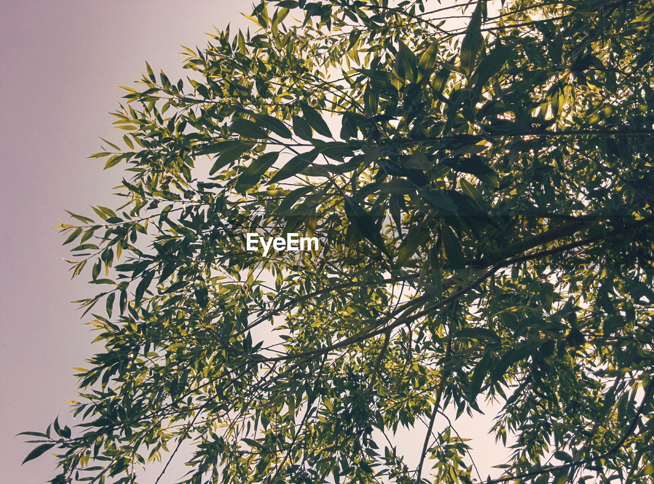 Low angle view of flowering plant against sky