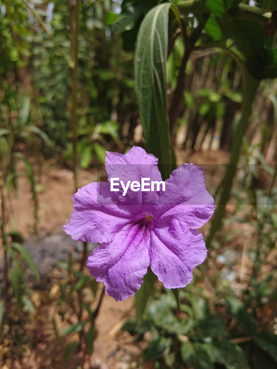 CLOSE-UP OF PURPLE FLOWERS