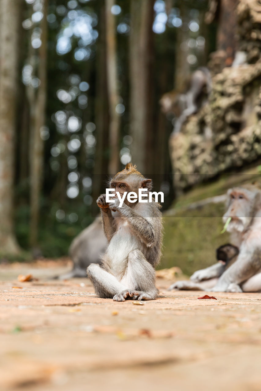 Cute funny monkey eating fruit in sunny tropical jungle in indonesia