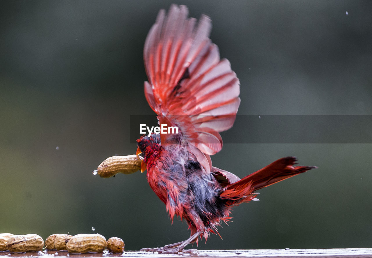 CLOSE-UP OF BIRD FLYING