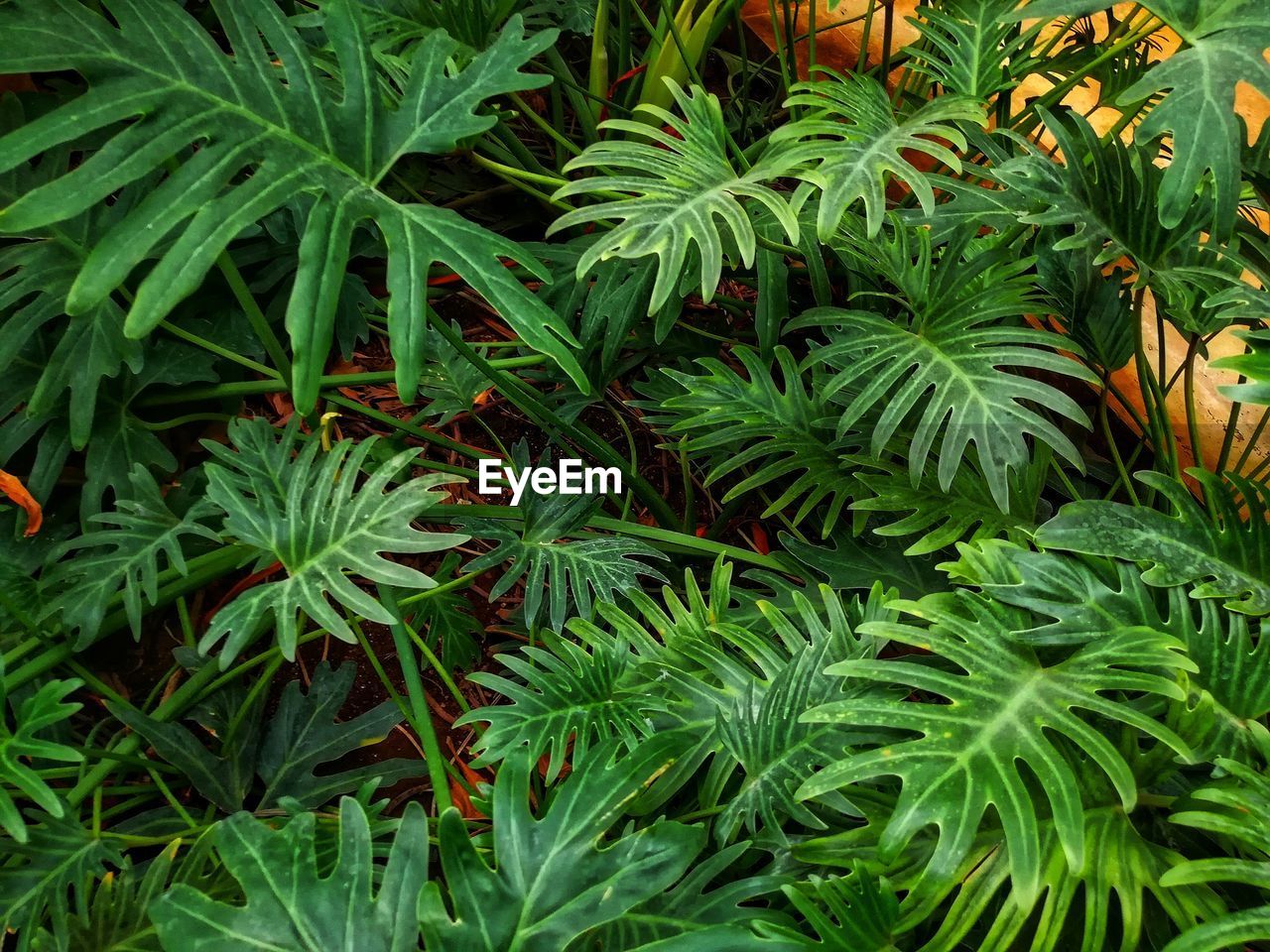 Full frame shot of plants growing on field