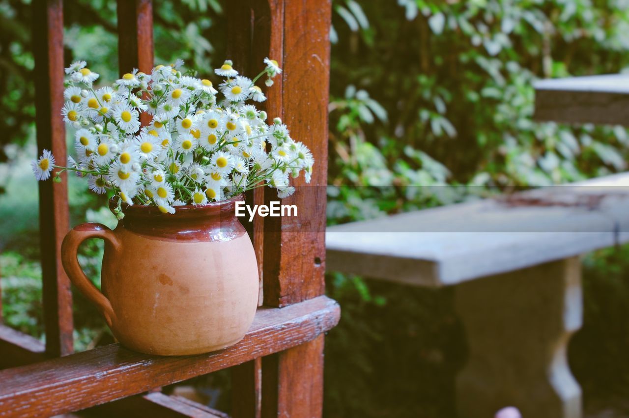 Close-up of potted plant on wooden table