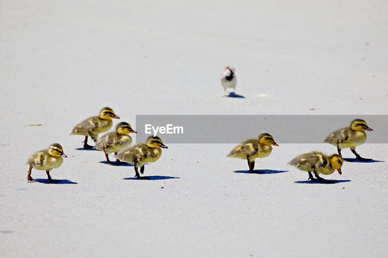 Ducklings walking like a street gang