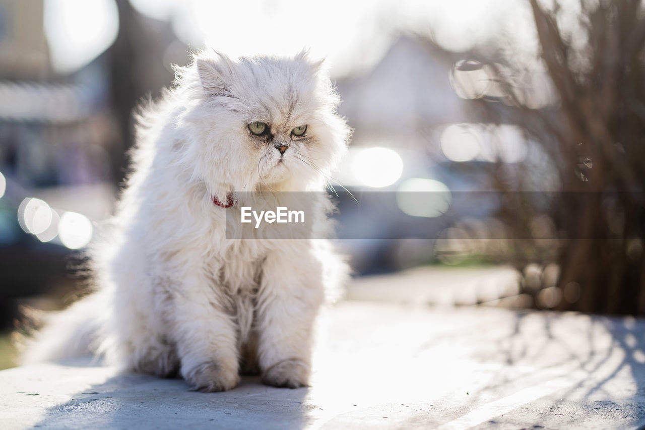 Portrait of white cat