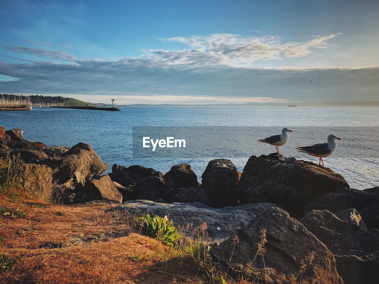 SEAGULL ON ROCK IN SEA