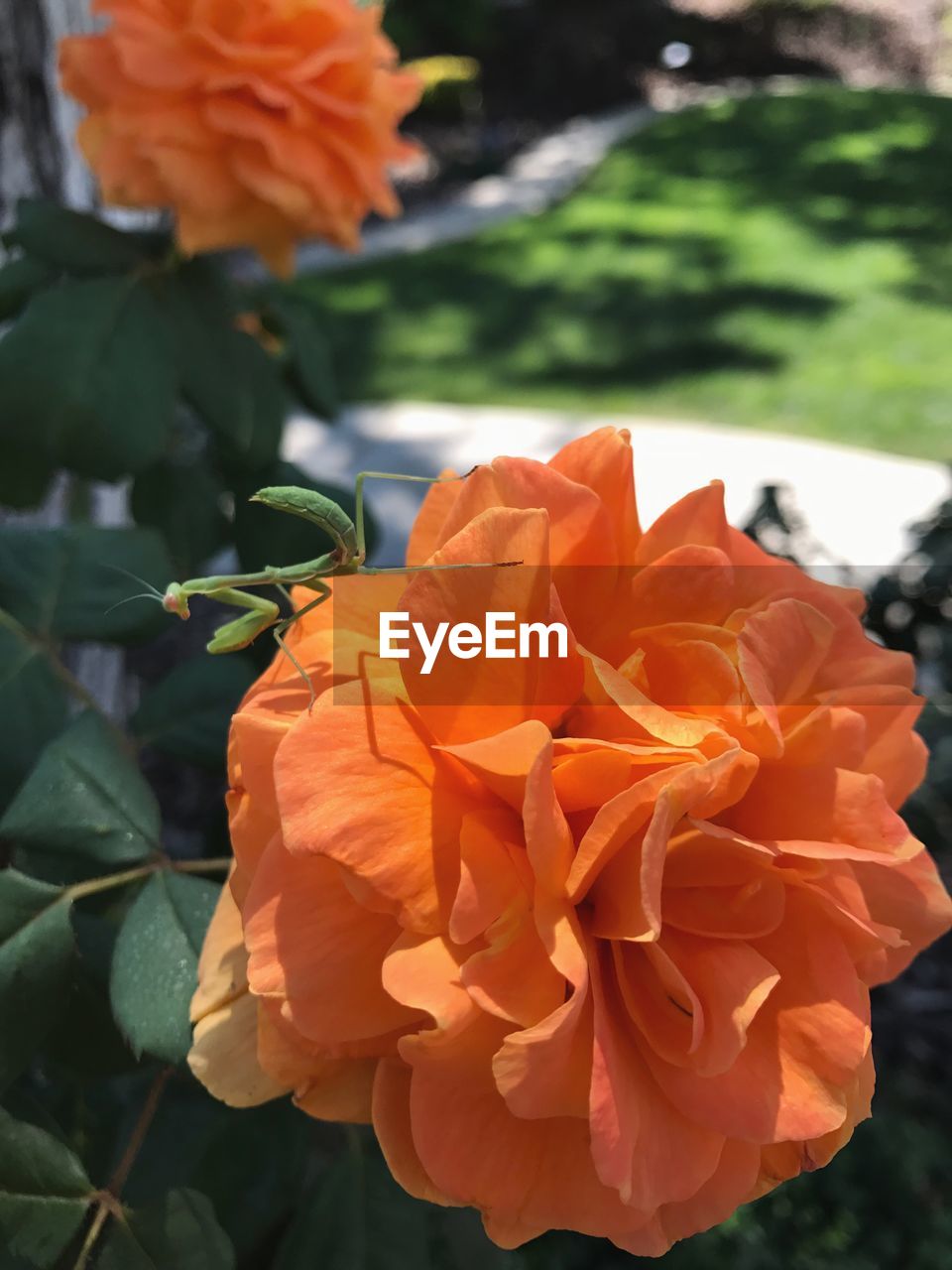CLOSE-UP OF ORANGE ROSES