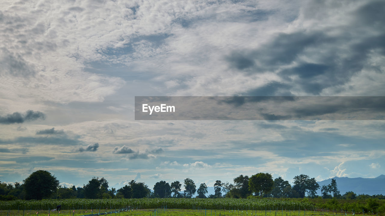 sky, cloud, landscape, environment, plant, horizon, nature, field, tree, land, scenics - nature, plain, beauty in nature, rural scene, grassland, grass, agriculture, tranquility, no people, prairie, tranquil scene, hill, meadow, crop, green, rural area, outdoors, blue, farm, morning, growth, non-urban scene, cloudscape, food and drink, day, food, pasture, summer, freshness, social issues, sunlight, idyllic, forest, springtime, travel