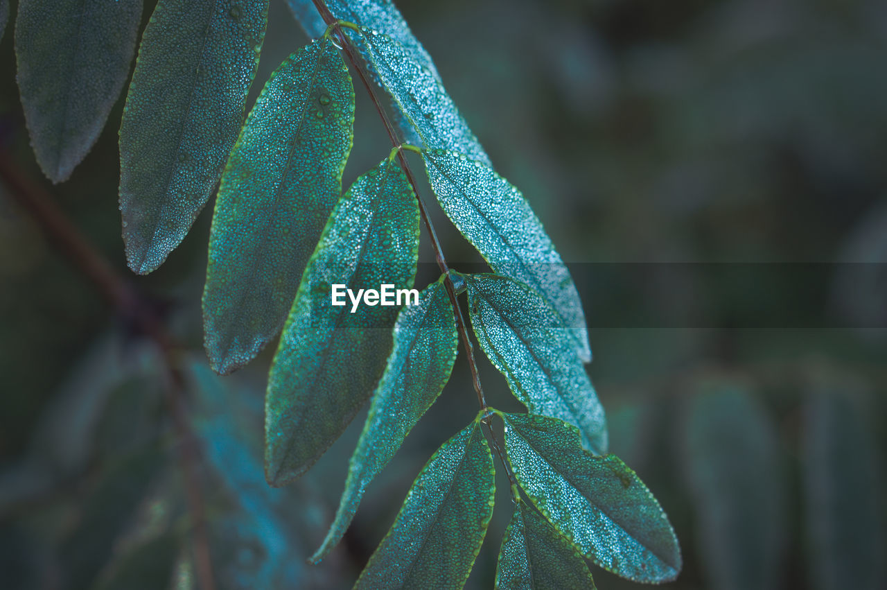 Close-up of leaf