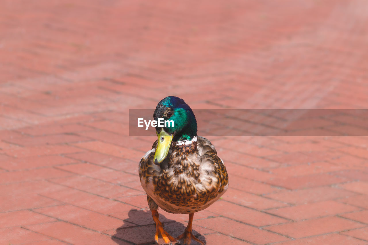 close-up of duck on footpath