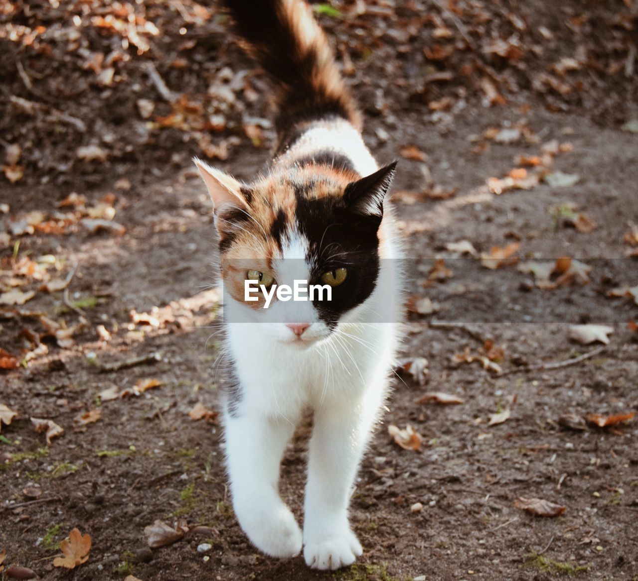 Close-up portrait of cat