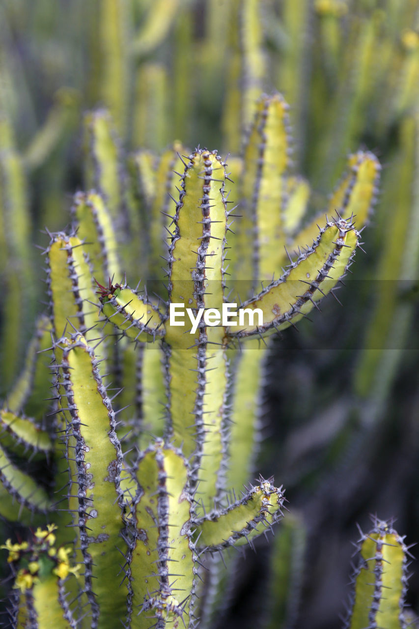 CLOSE-UP OF GREEN PLANT ON STEM