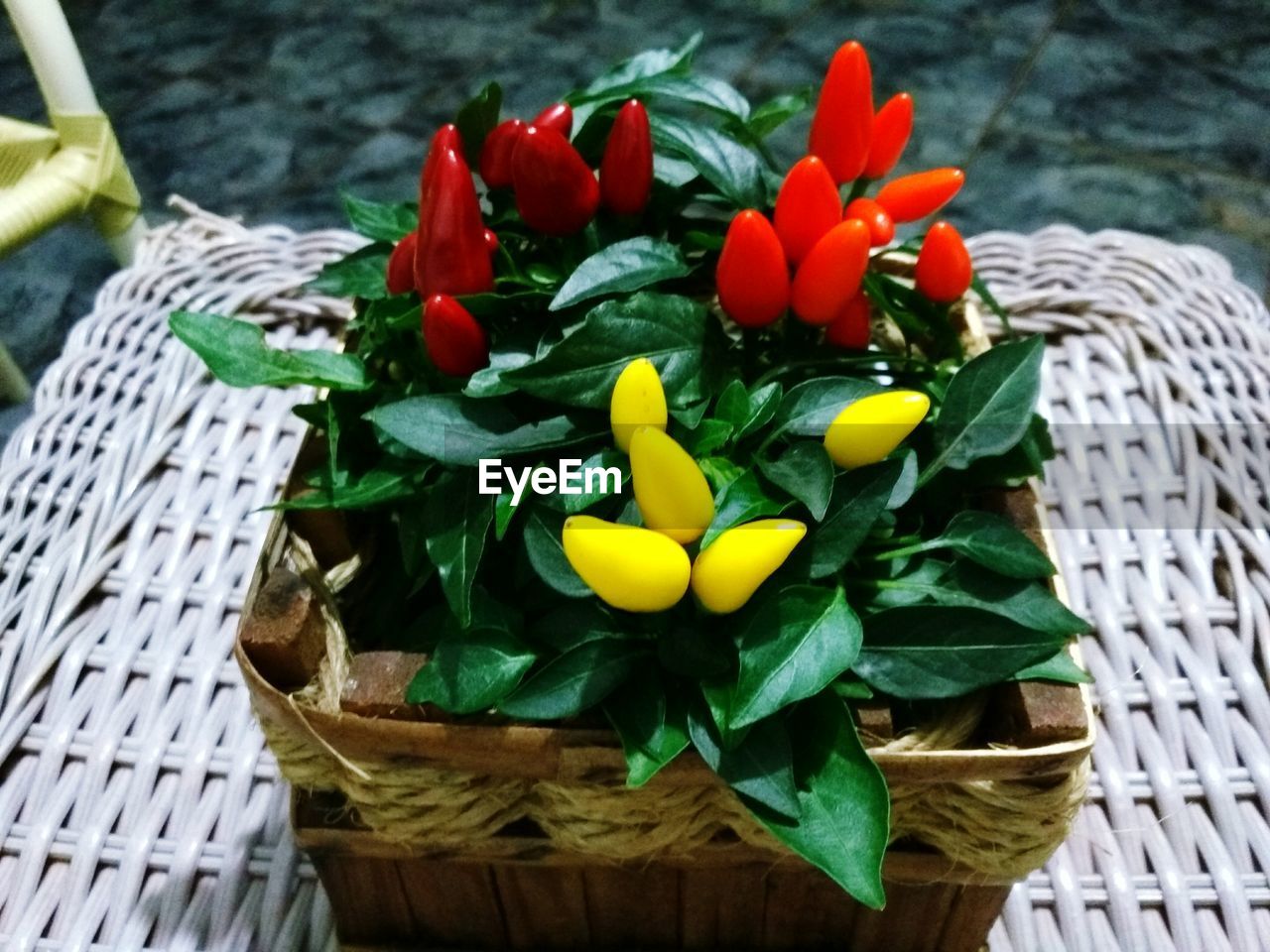 Close-up of flowers in basket