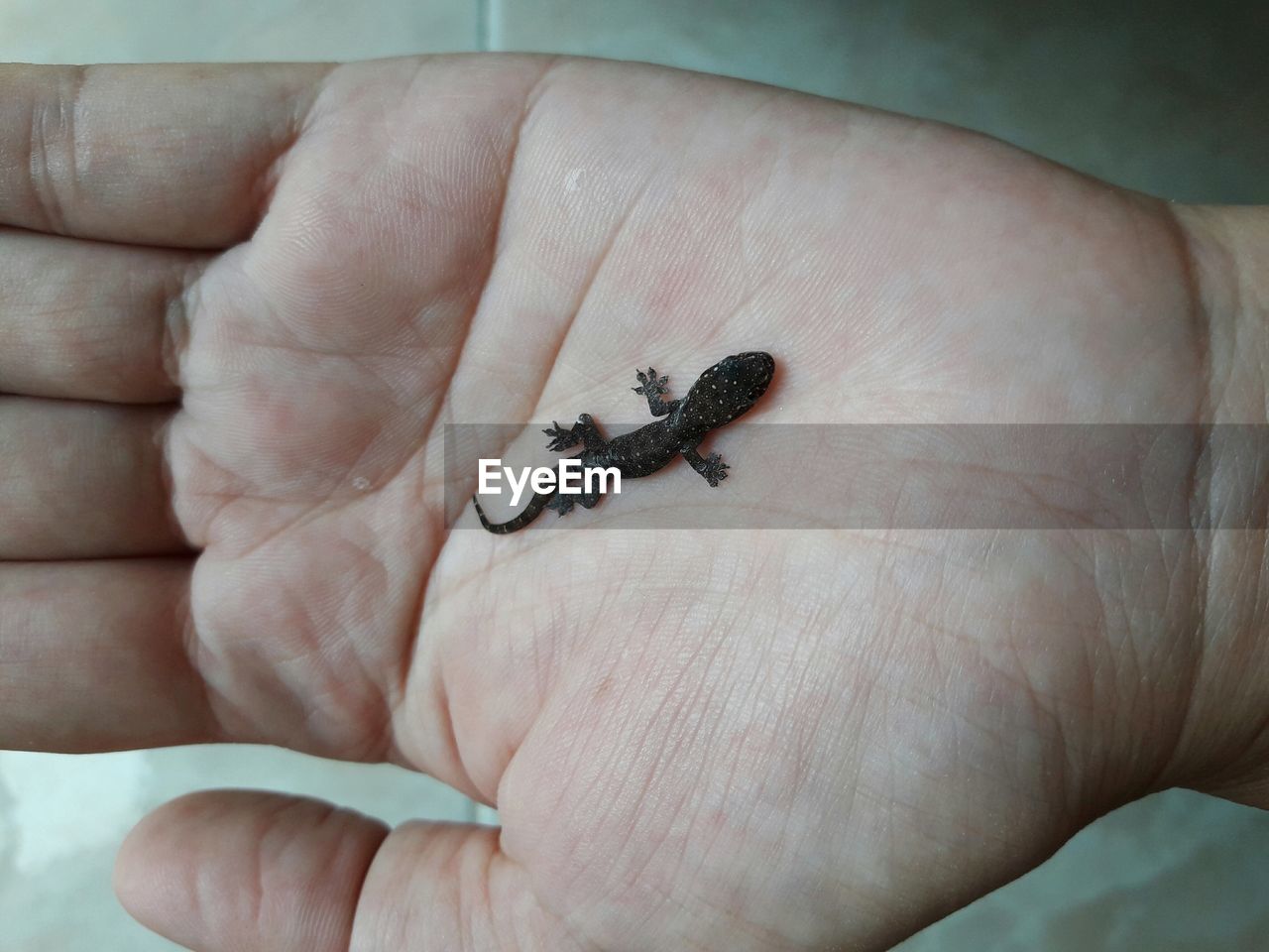 CLOSE-UP OF PERSON HAND HOLDING INSECT ON HUMAN FINGER