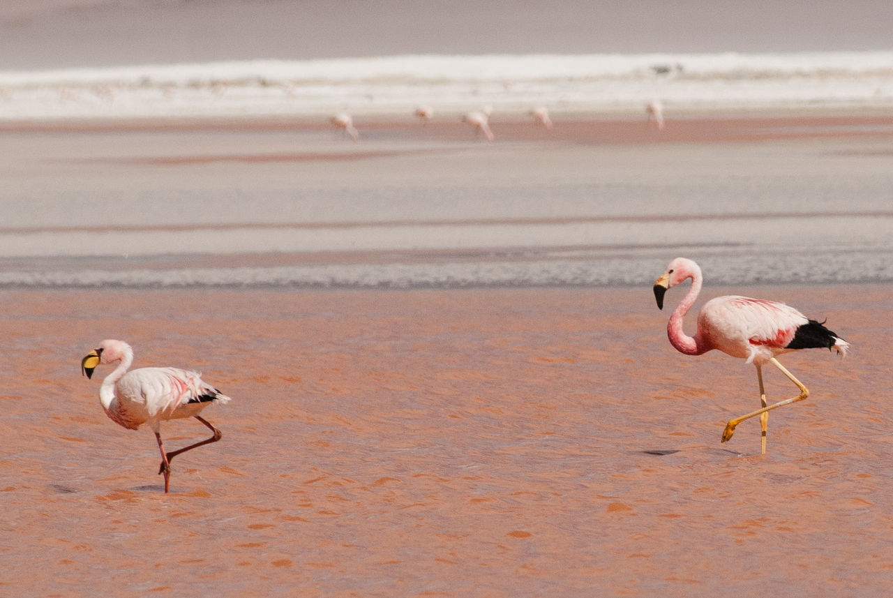 Flamingoes in lake