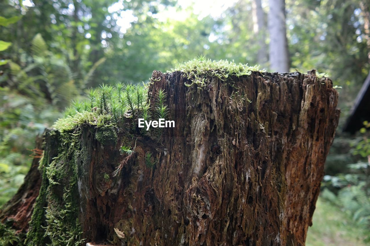 Plants growing on damaged tree trunk