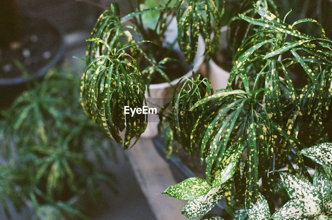 Close-up of fresh green pine tree branch